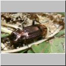 Notiophilus biguttatus - Laufkaefer 01b 5mm.jpg